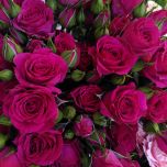 Fire Up Roses Branchues rouges d'Equateur Ethiflora